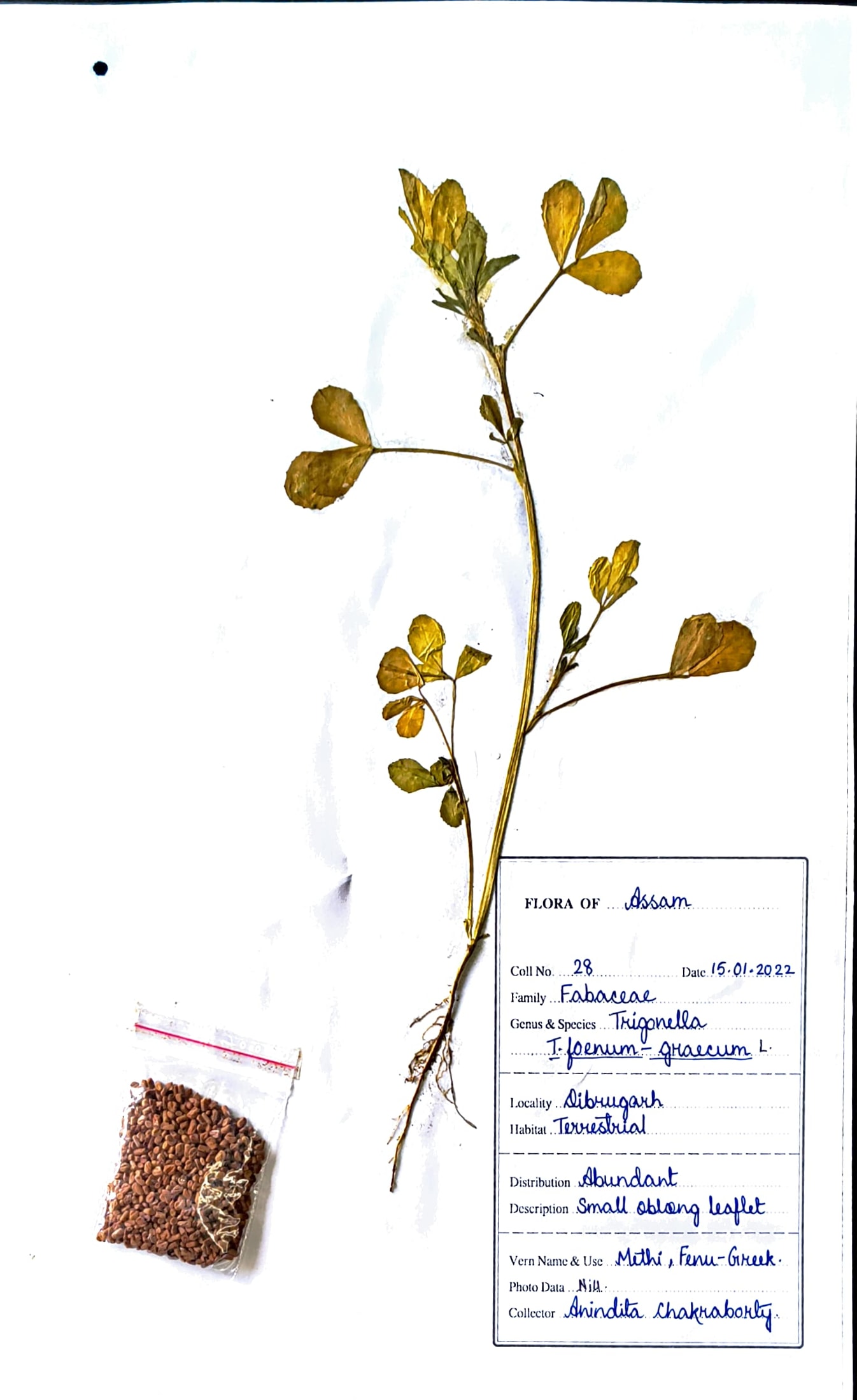 Methi (Ass.) (Herbarium)
